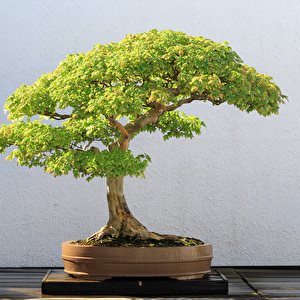 Bonsai
