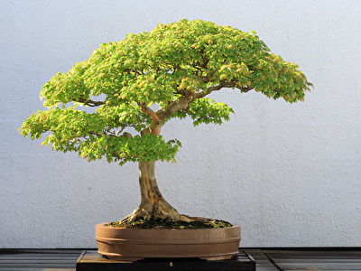 Bonsai
